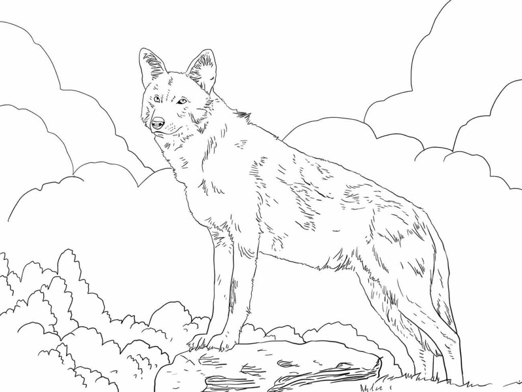 Desenho de um lobo para colorir, atento sobre pedra.