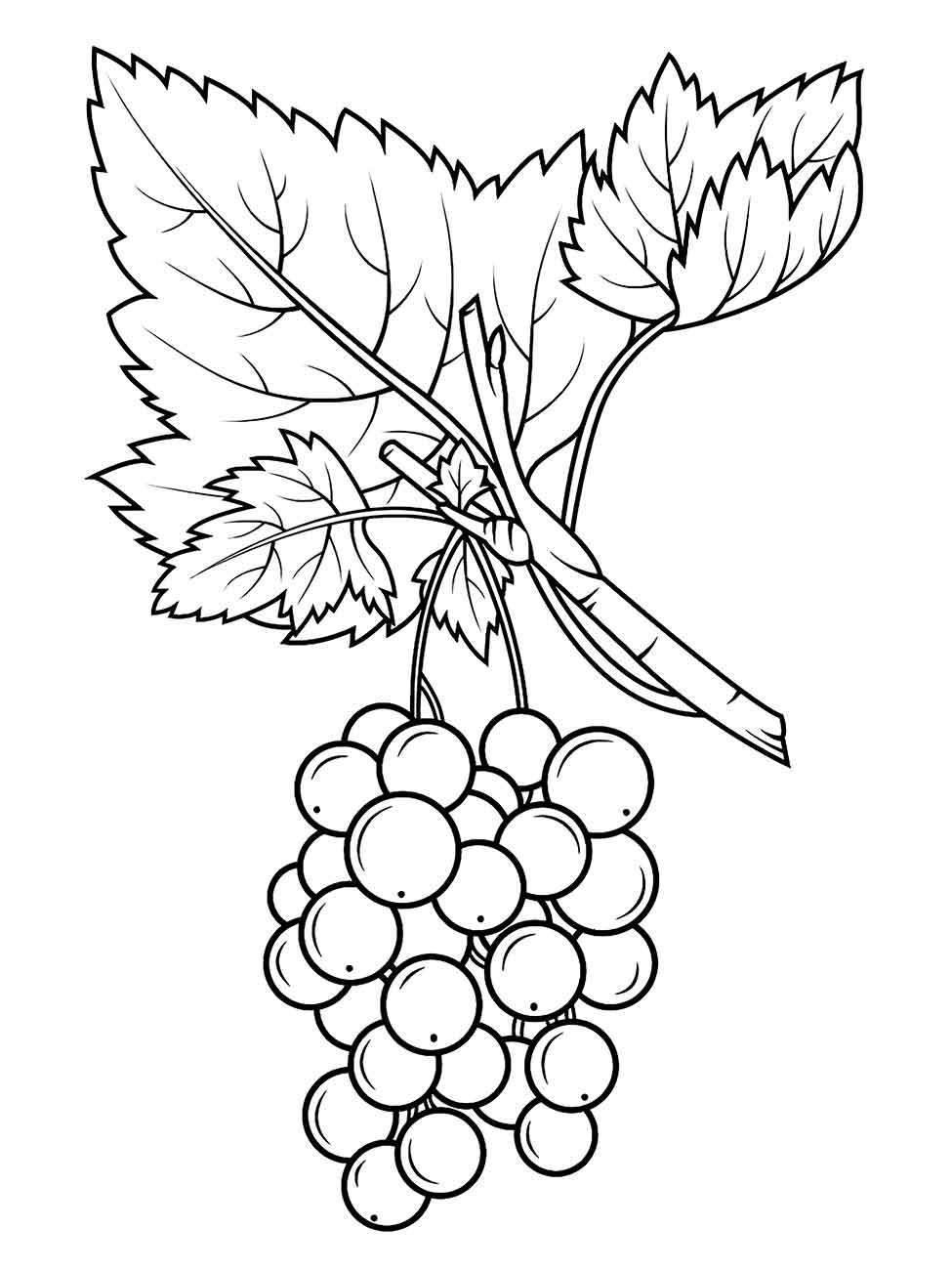 Desenho para colorir de cachos de uva com folhagem realista e ramo grosso.