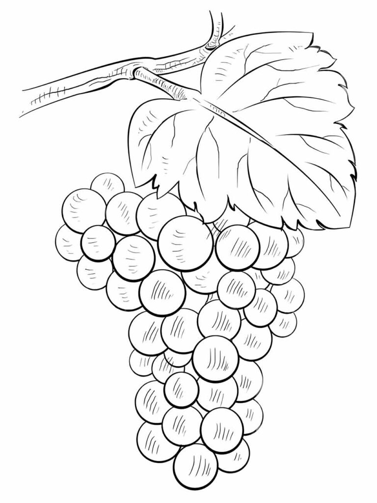 Desenho para colorir de uvas com uma folha grande, ideal para educação infantil.