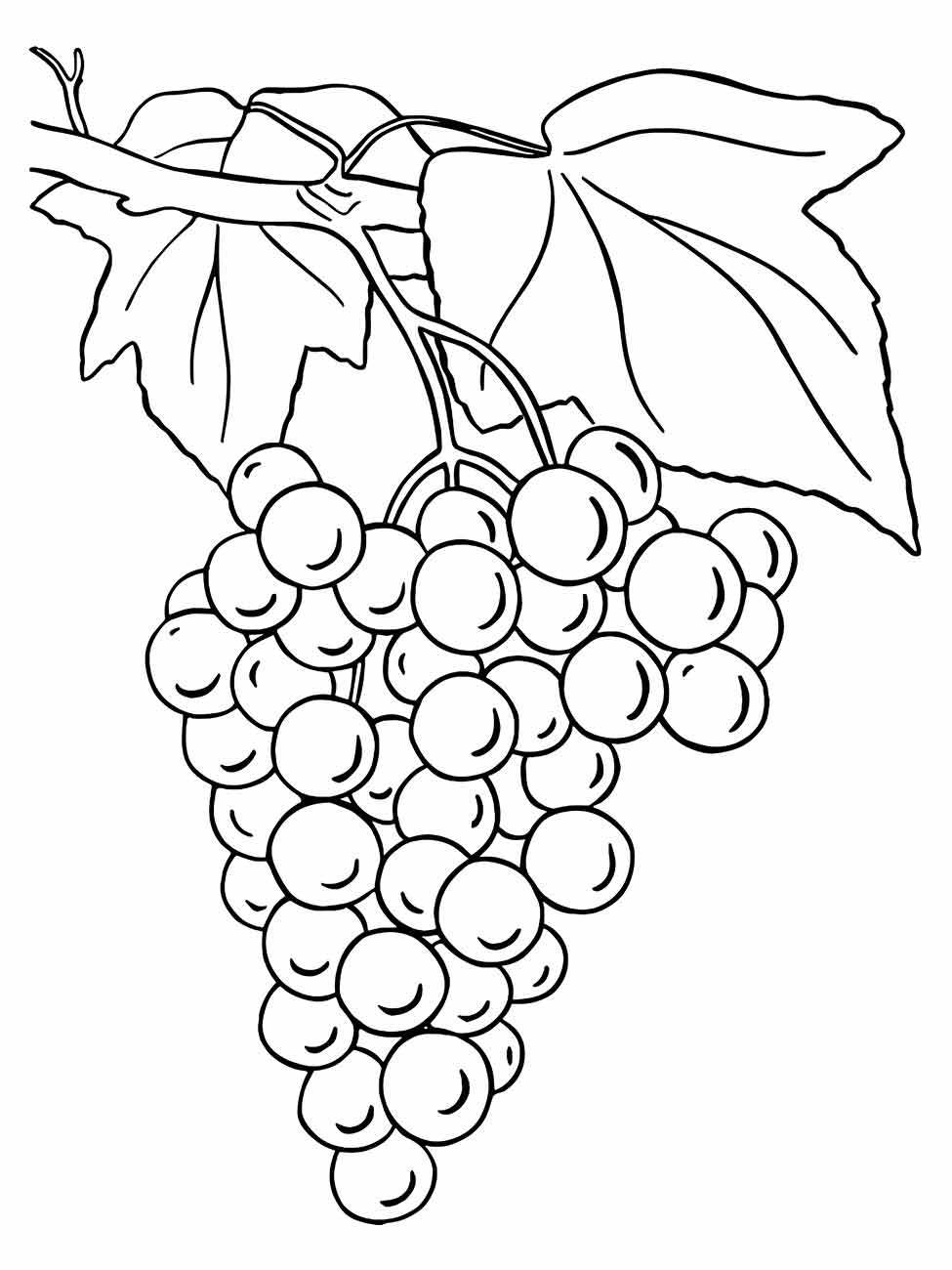 Desenho para colorir de um cacho de uvas pendurado com duas folhas grandes.