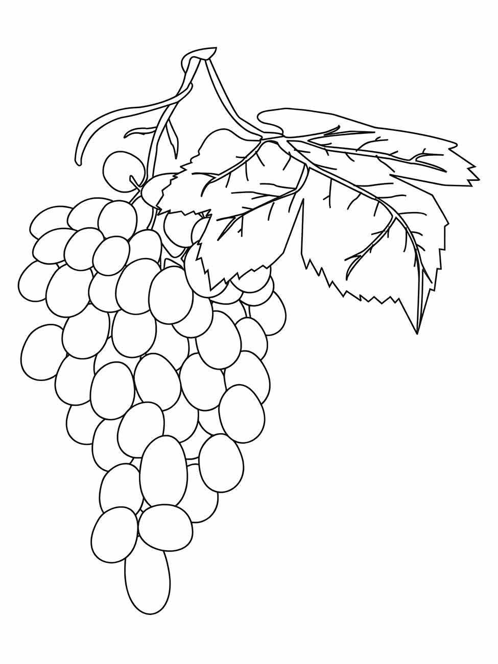 Desenho para colorir de um cacho de uvas com folhas detalhadas e um galho fino.