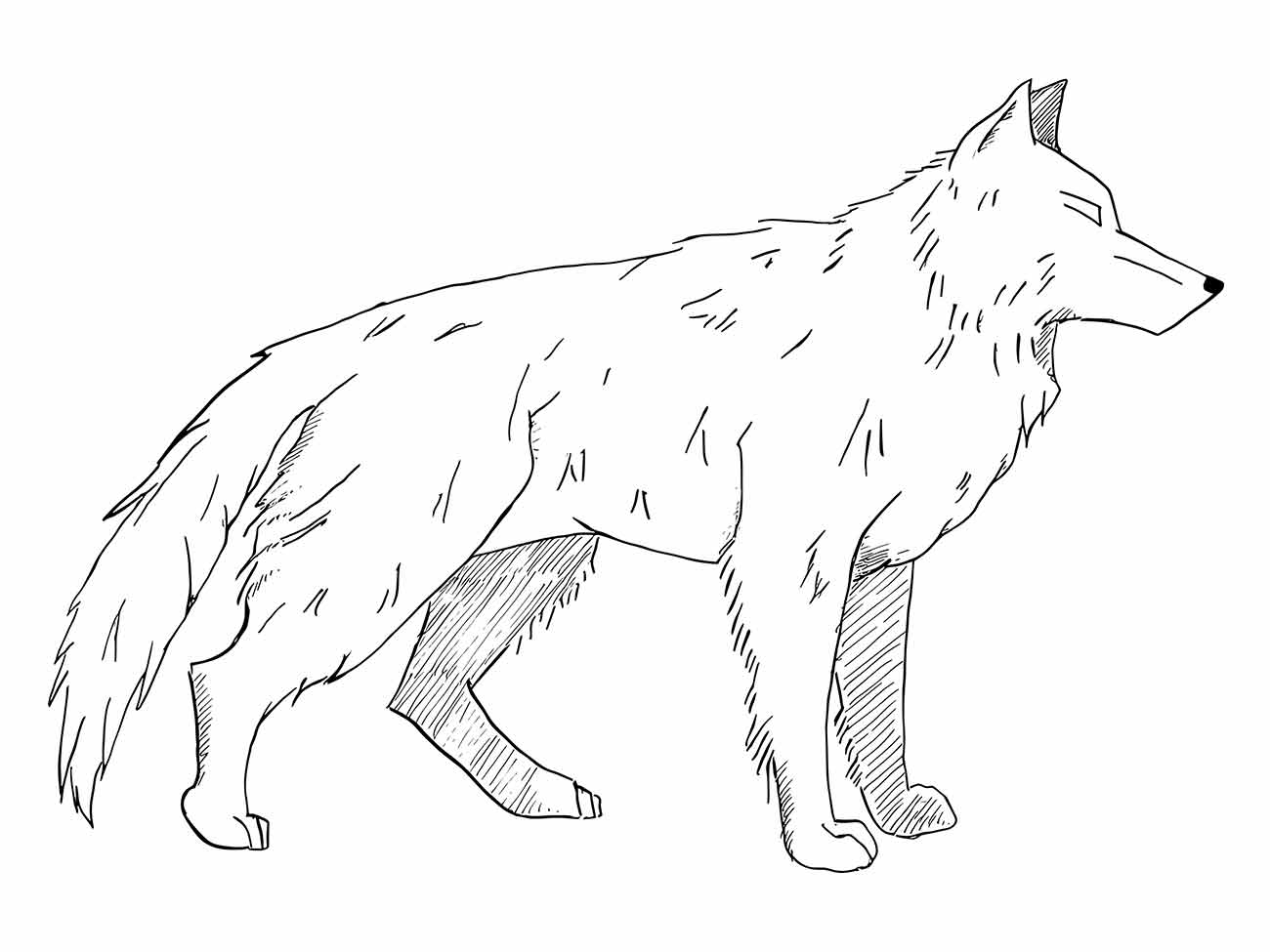 Desenho para colorir de um lobo em pé, com detalhes realistas e linhas definidas