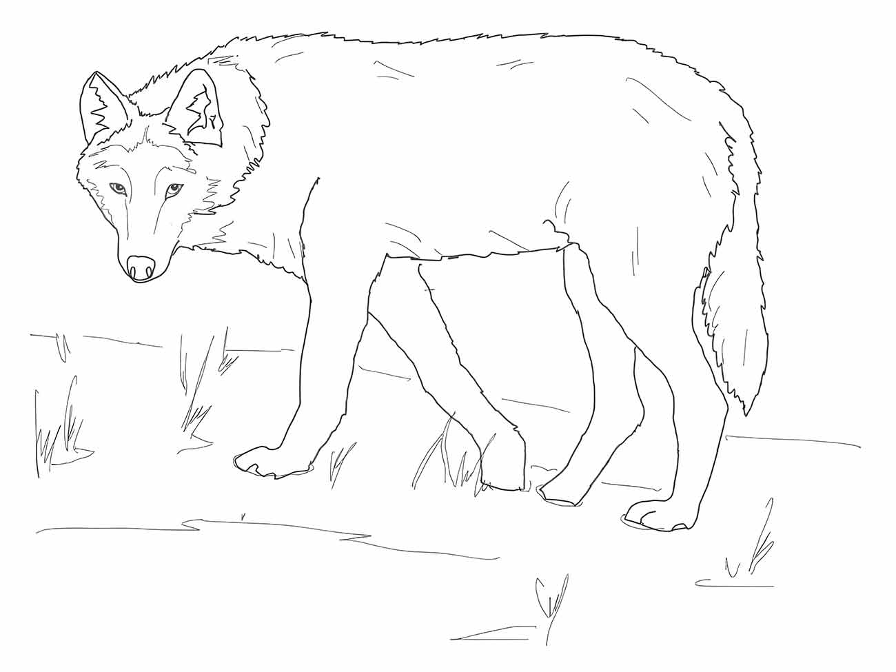 desenho de lobo realista para colorir