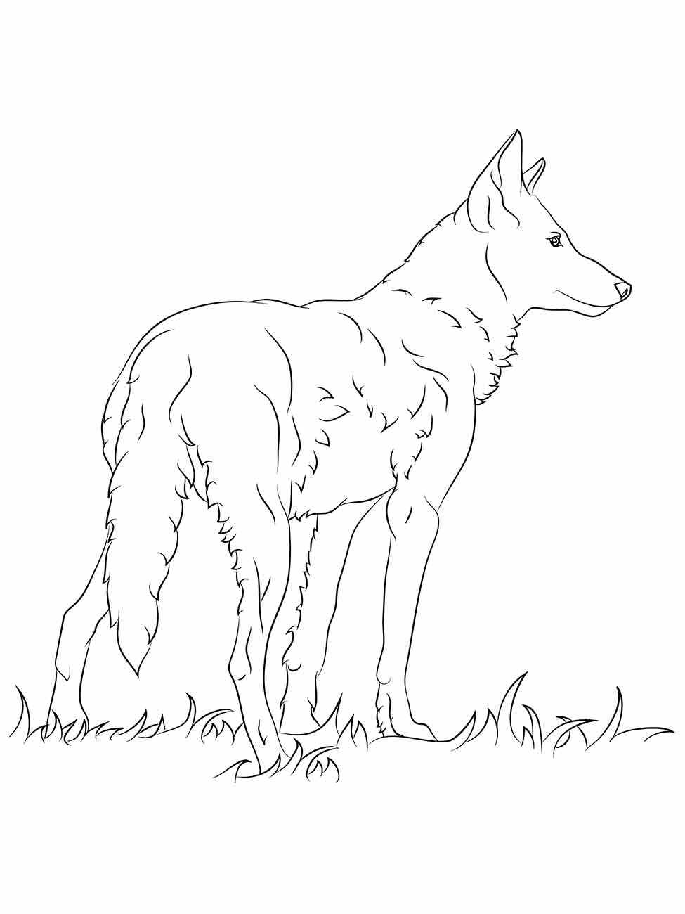 Desenho de um lobo realista para colorir na educação infanti.