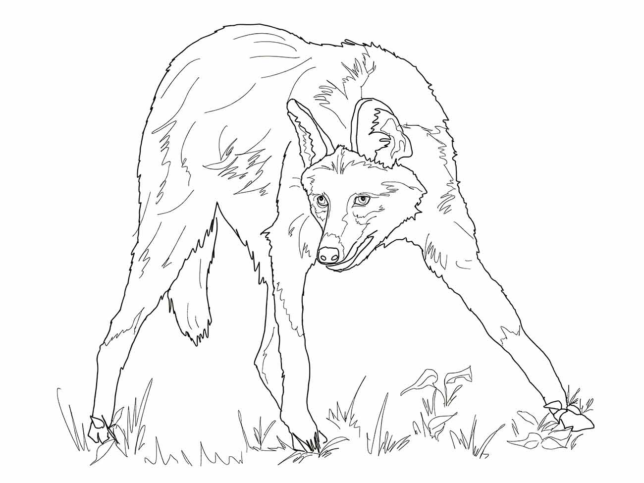 Desenho para colorir de lobo curvado entre grama.