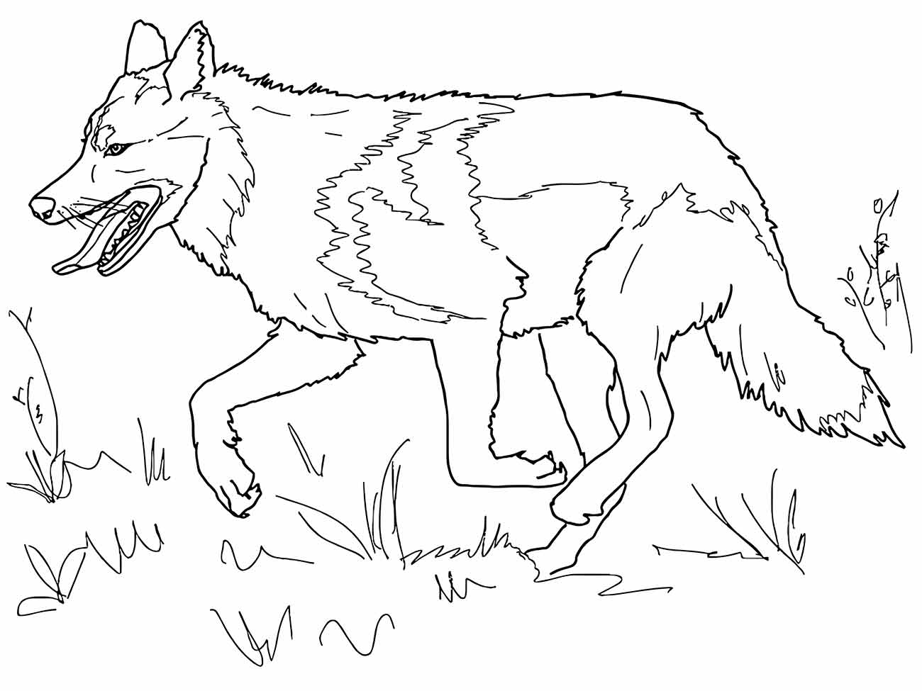 Imagem de um lobo correndo para colorir.