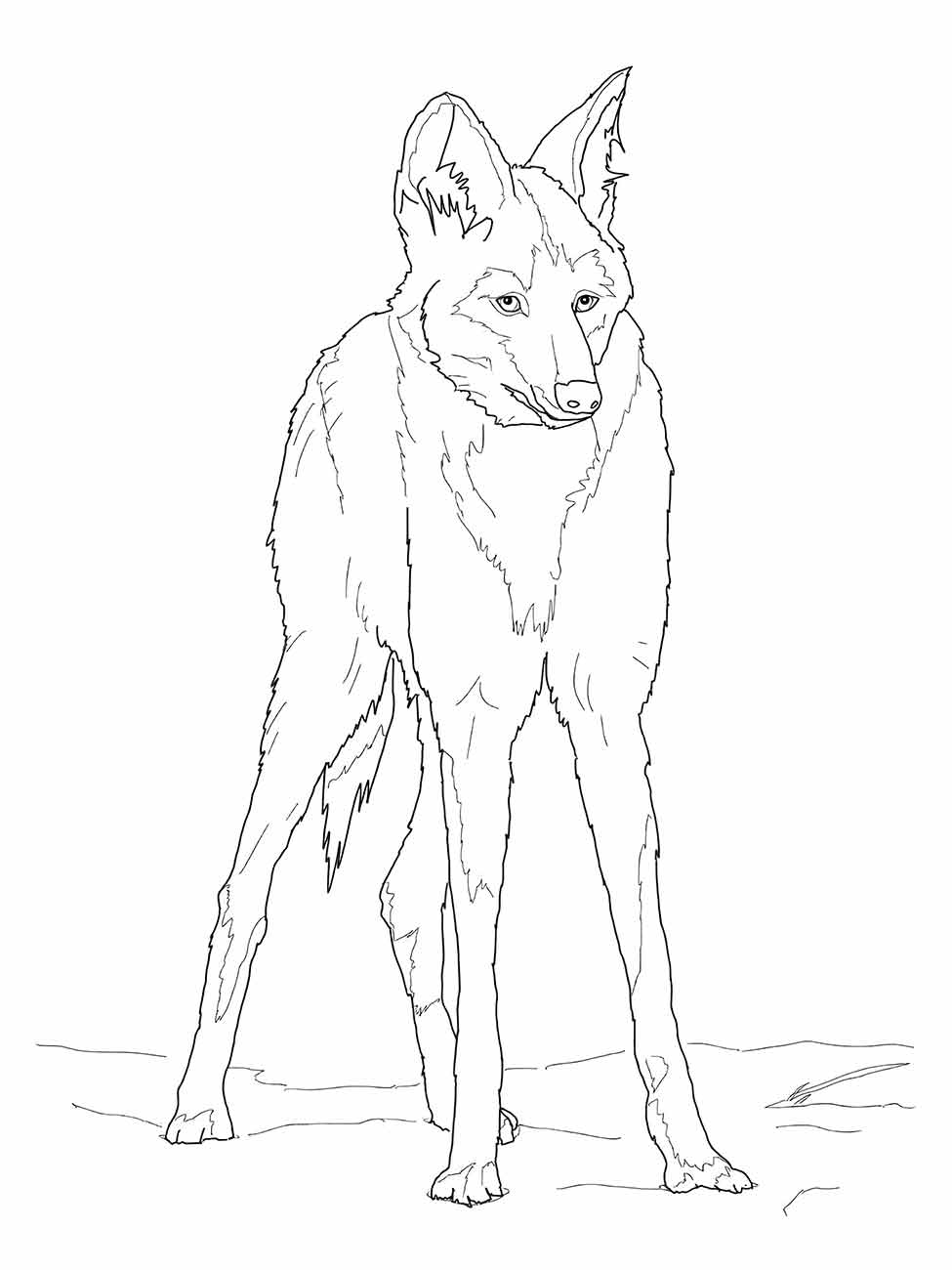 Desenho de um lobo de pé e atento para colorir.