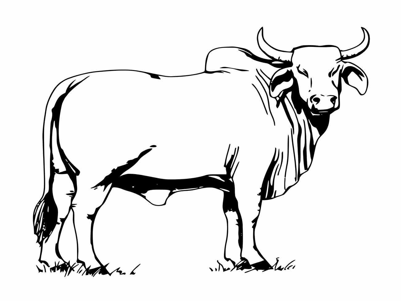 Desenho para colorir de uma vaca robusta com chifres grandes, em um cenário campestre.