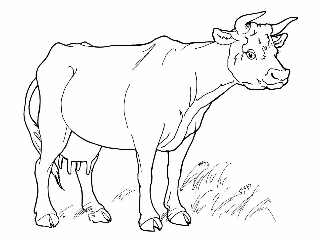 Desenho de uma vaca realista para colorir, em pé no campo.