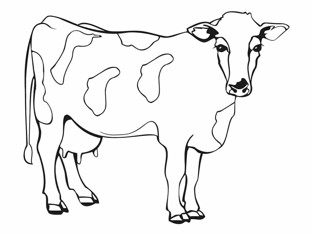 Desenho para colorir de uma vaca elegante com manchas e olhar penetrante.