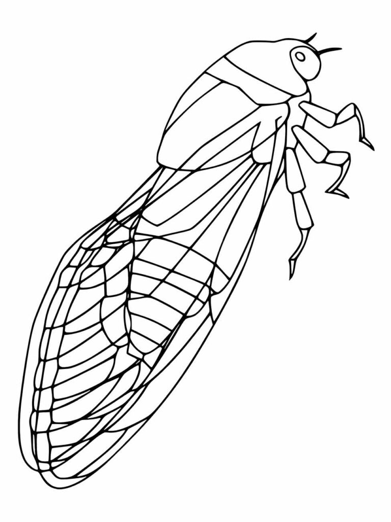 Desenho detalhado de uma cigarra para desenhar e explorar texturas com canetas finas.