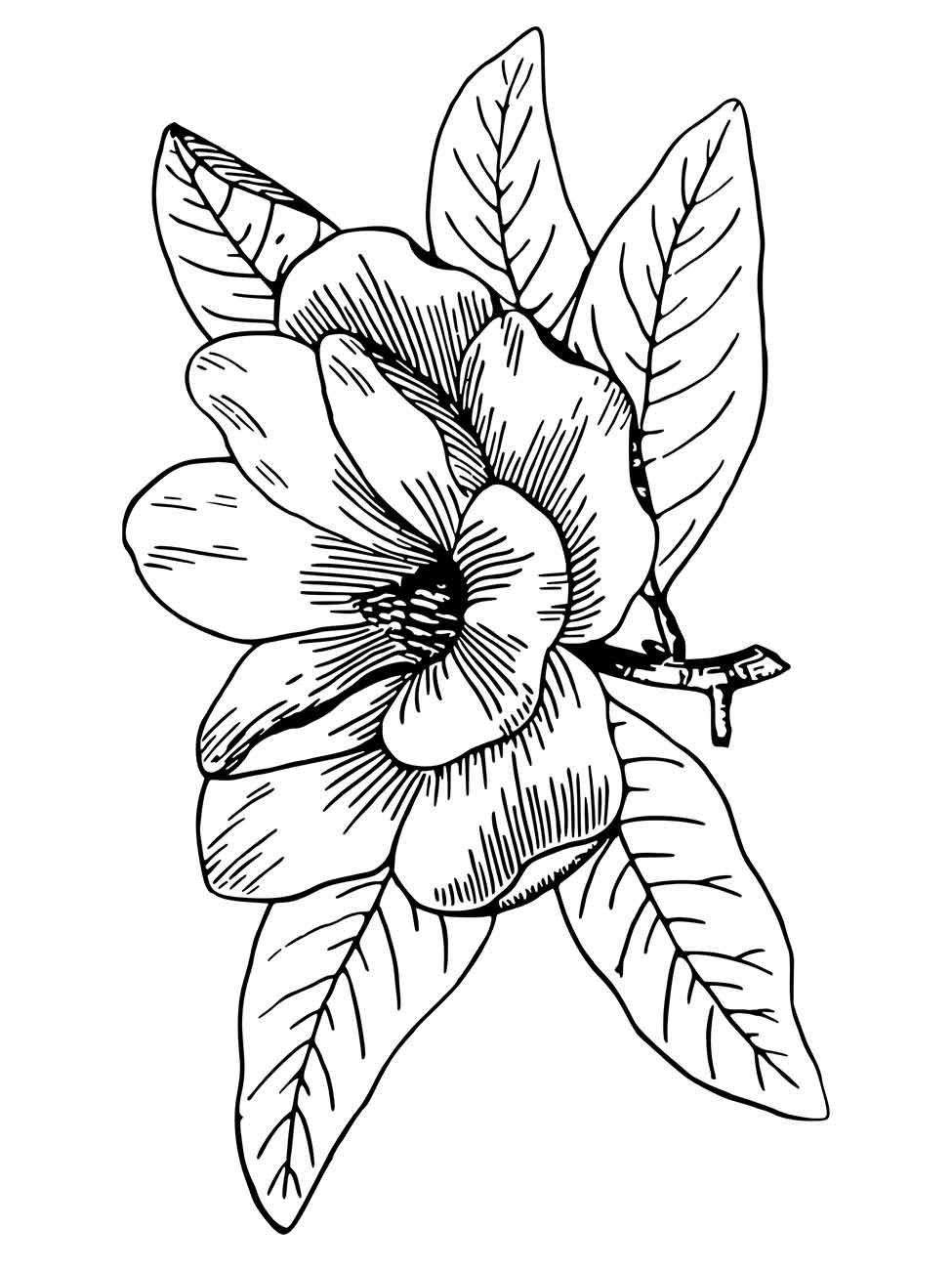 Desenho de uma flor estilizada para desenhar centralizada com folhas grandes ao fundo.