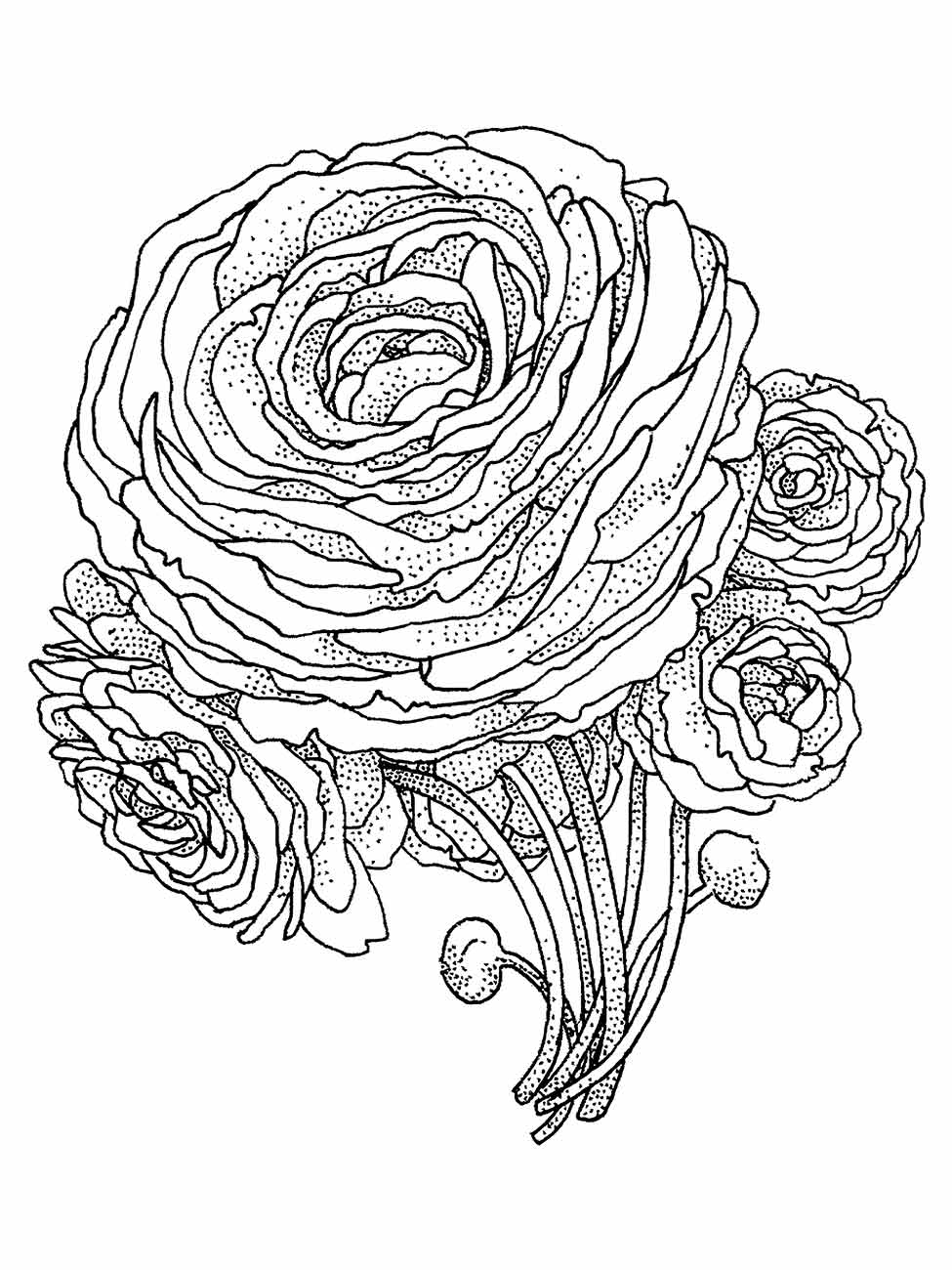 Desenho para desenhar de um conjunto de rosas bonitas.