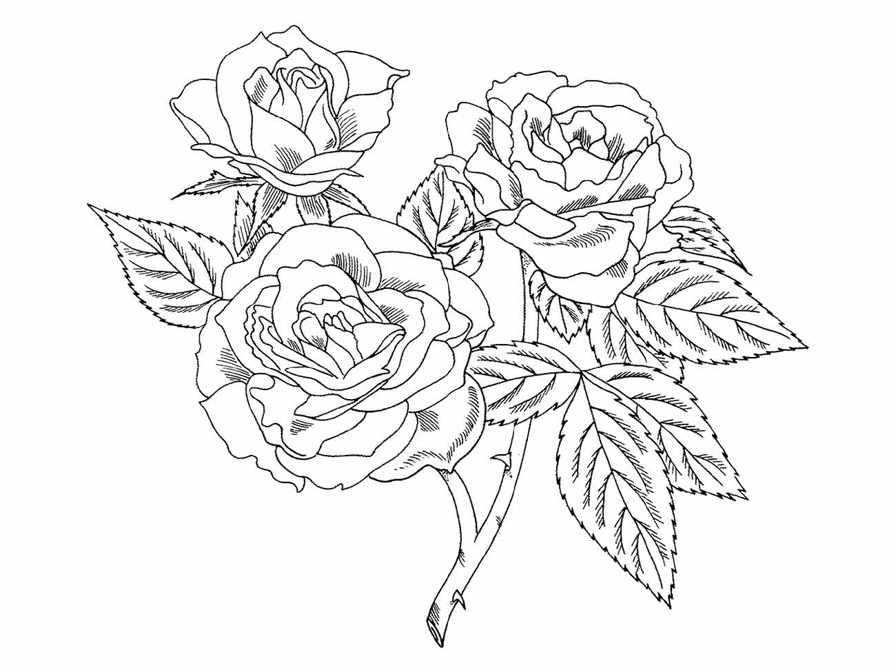 Desenho de rosas para desenhar detalhadas com folhas e espinhos.