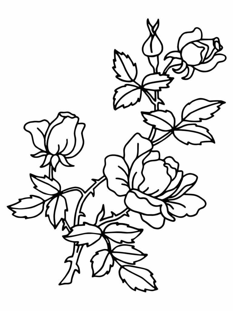 Desenho de rosas para desenhar com botões e folhas distribuídas ao longo de galhos sinuosos.