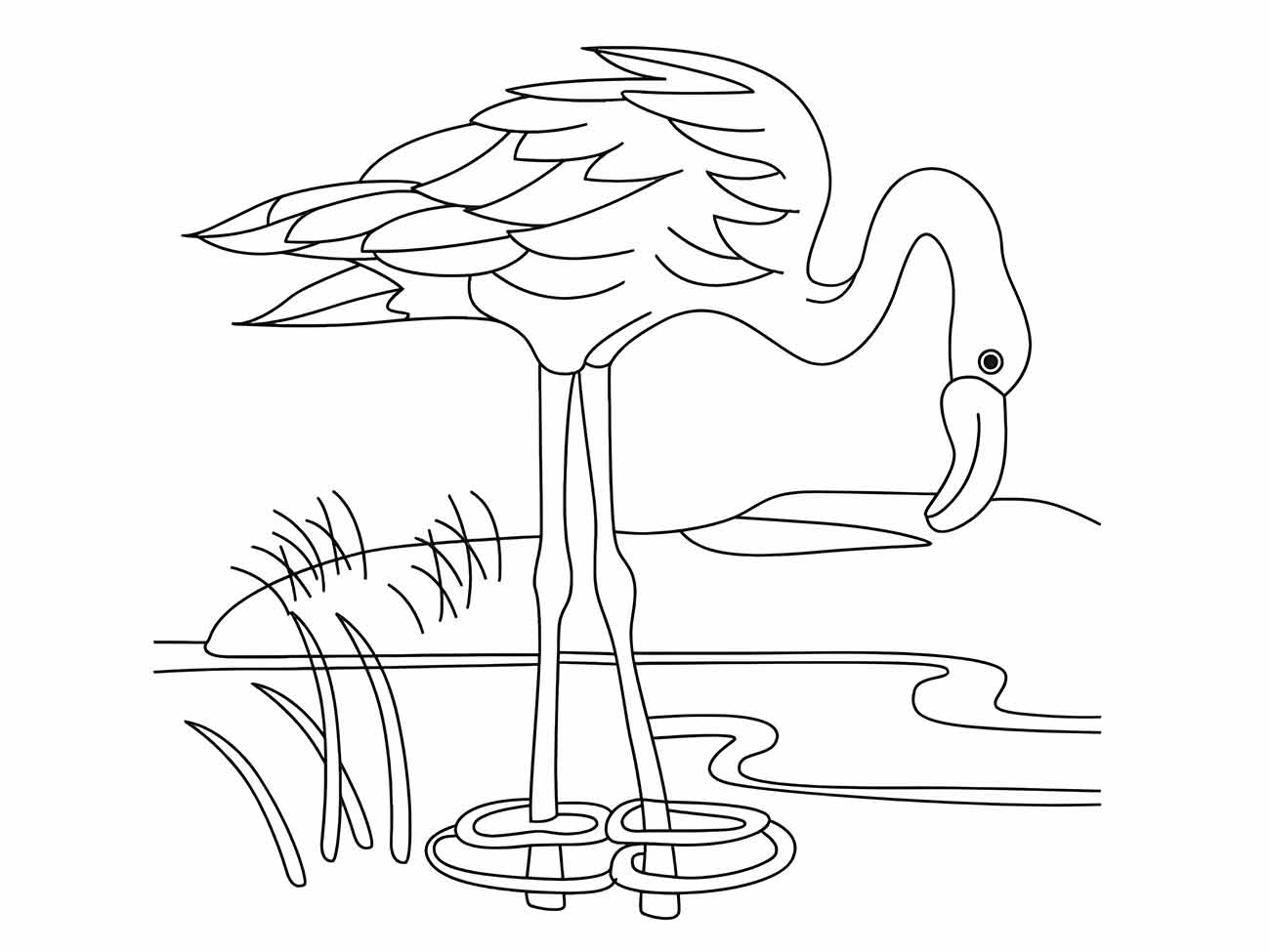 Imagem para desenhar de um flamingo equilibrado sobre um pé na água, com cabeça curvada para o corpo.