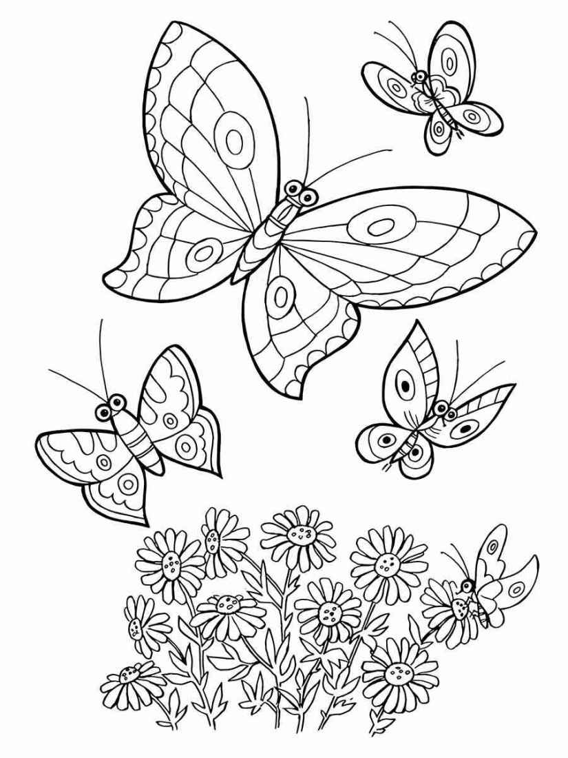 Butterfly drawing to paint