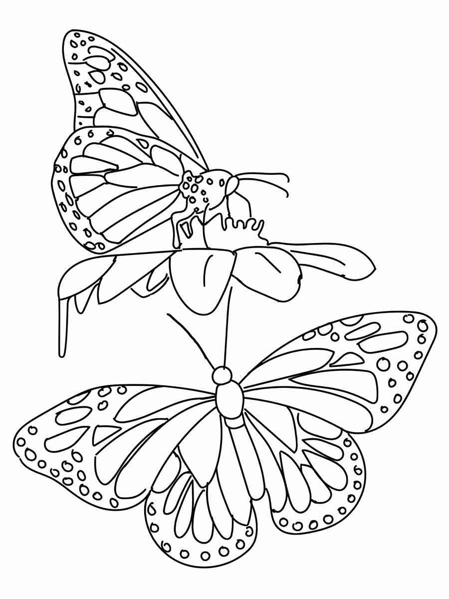 Butterfly coloring drawings 36