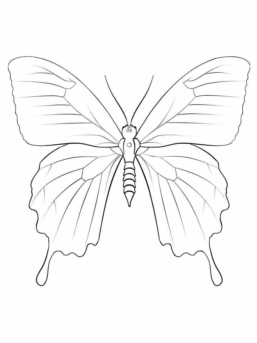 Butterfly coloring drawing 49