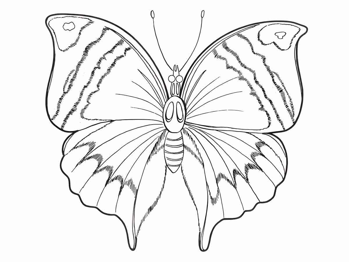 Butterfly coloring drawing 50