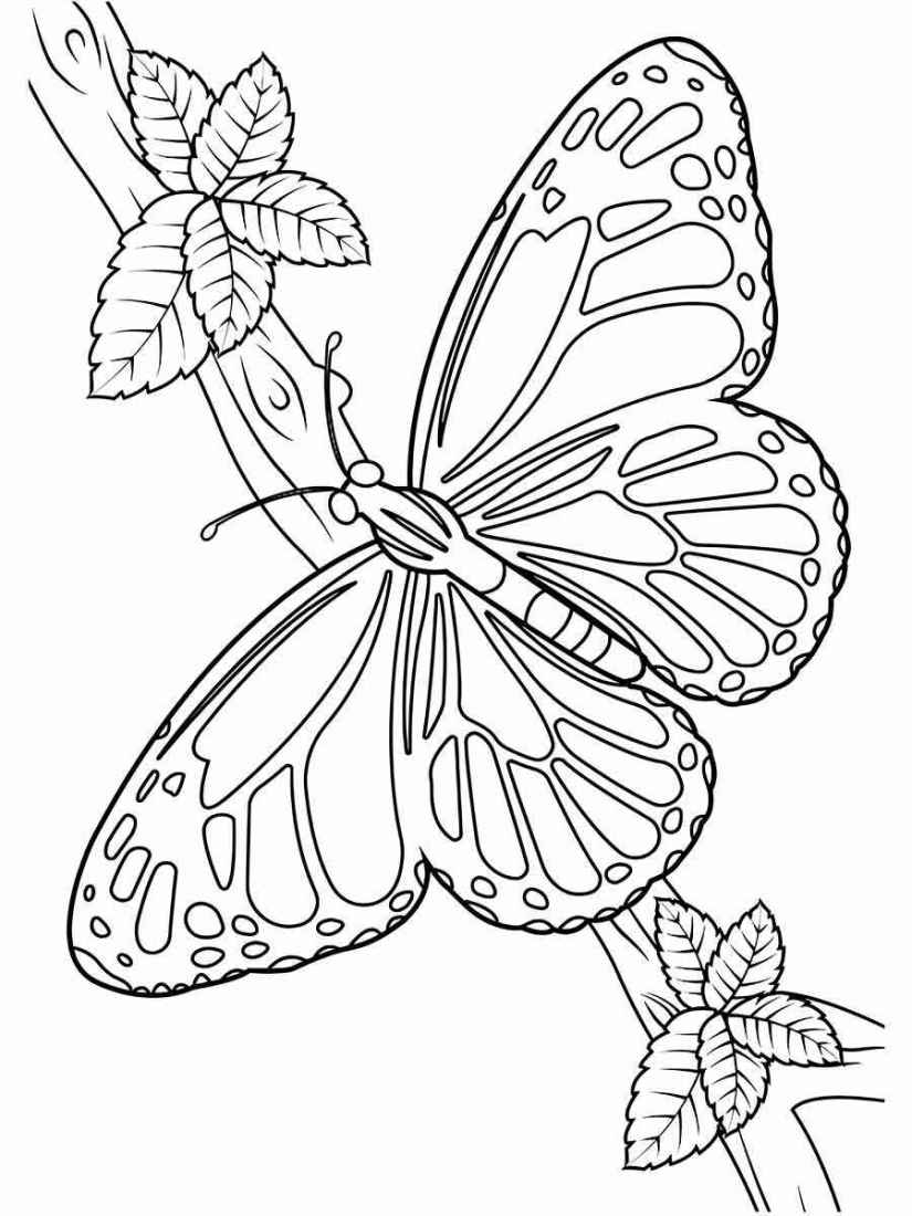 Butterfly coloring drawing 54