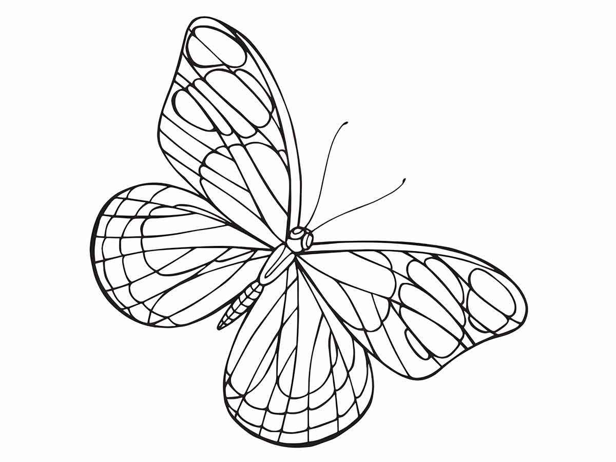 Butterfly coloring drawing 56