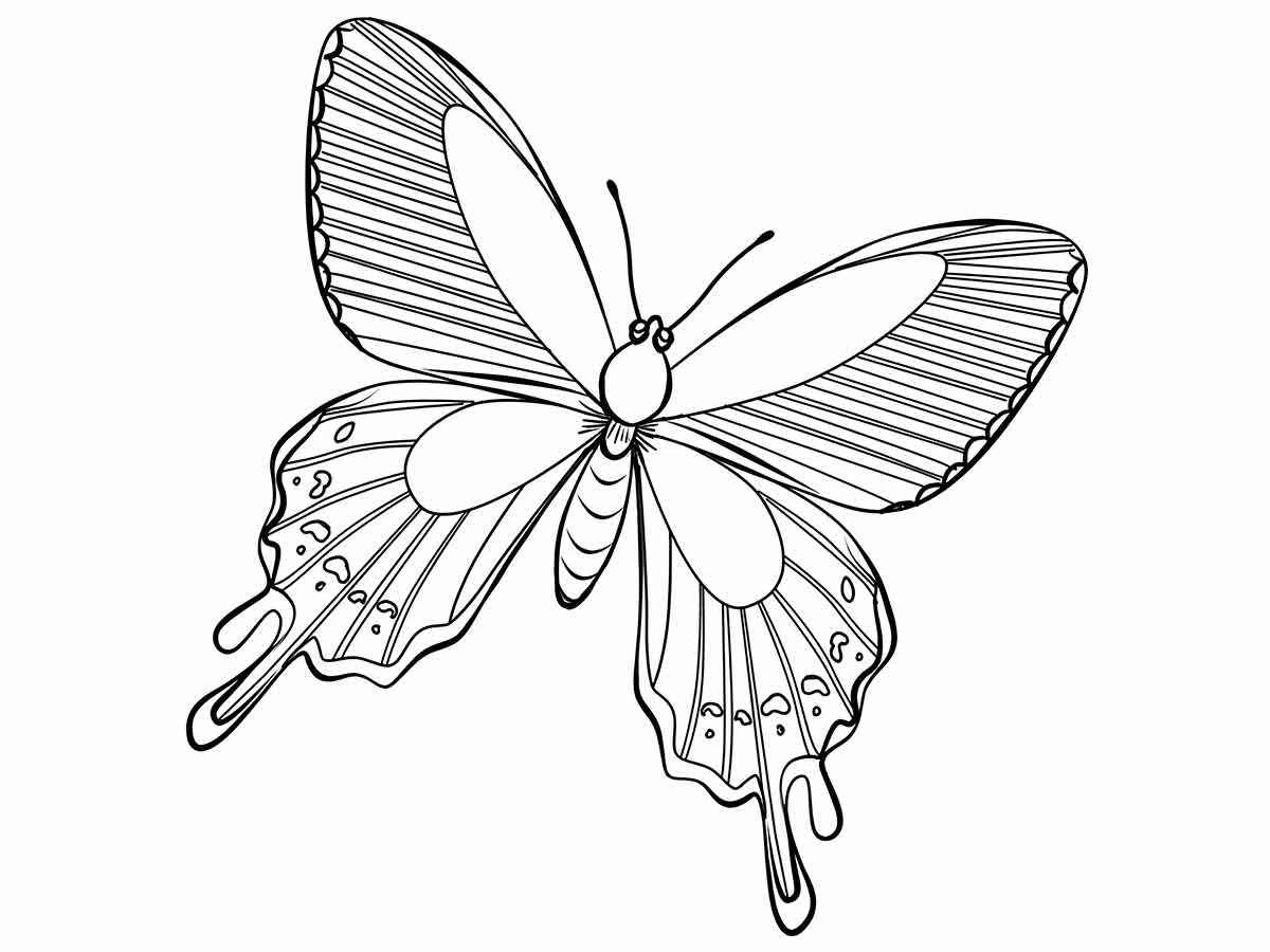 Butterfly coloring drawing 57