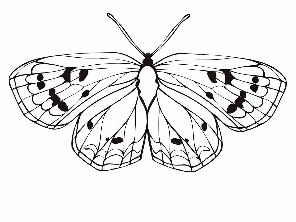 Butterfly coloring drawing 61