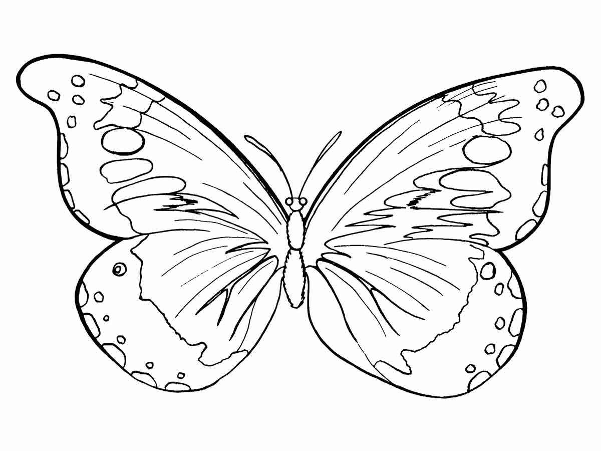 Butterfly drawings to paint and color