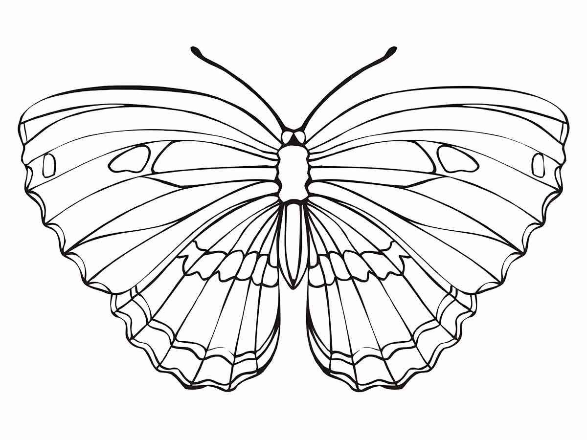 Butterfly drawings to print and paint