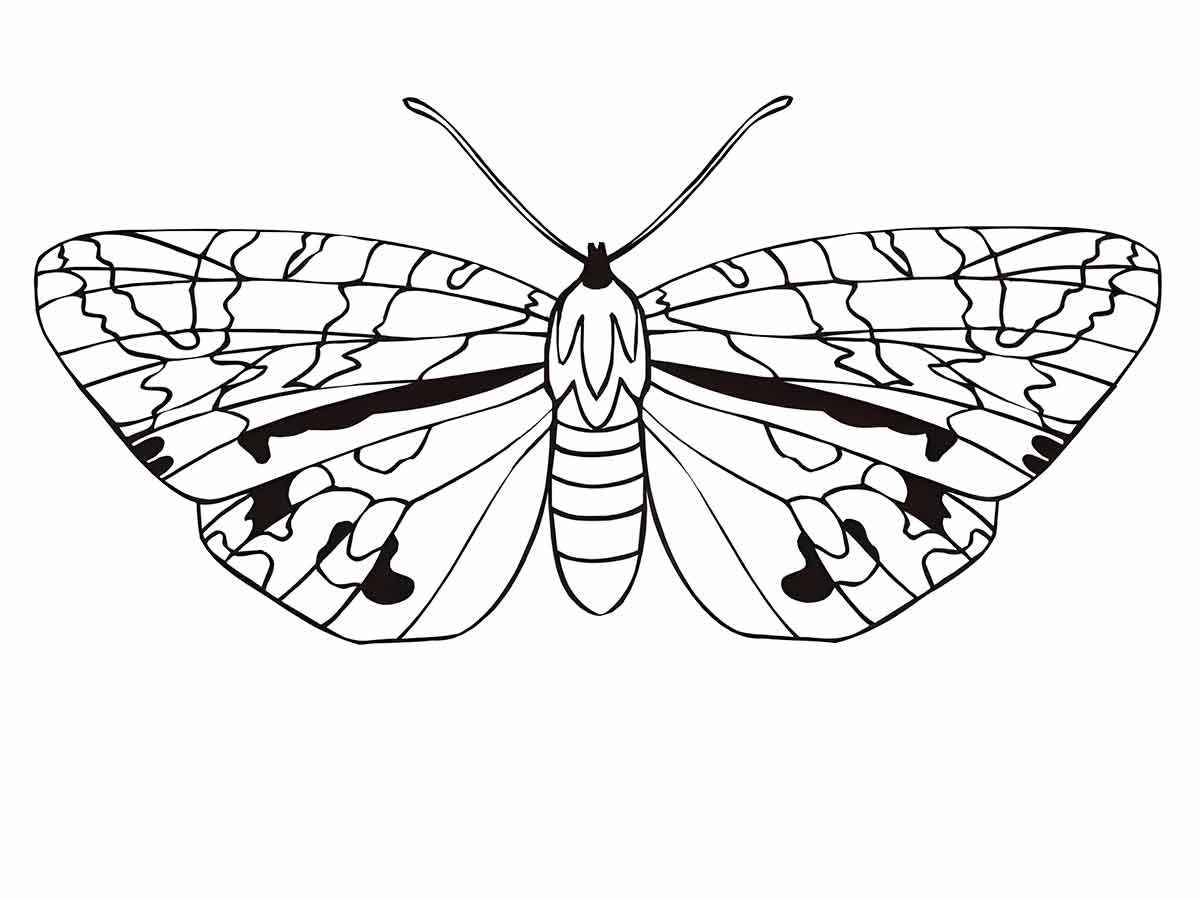 Butterfly coloring drawings to print