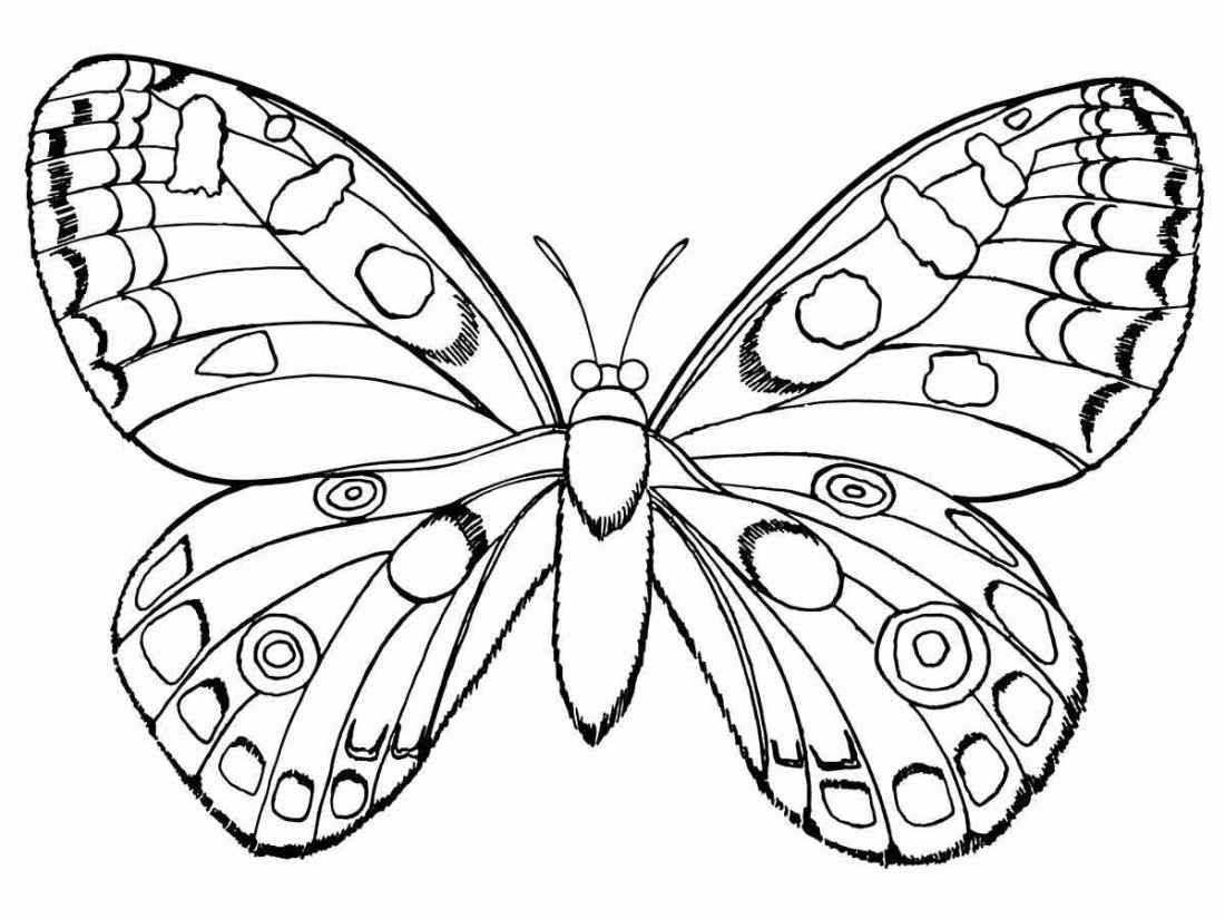 Butterfly painting drawing 73