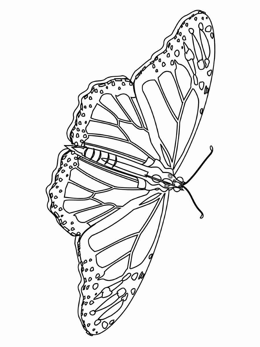 Butterfly painting drawing