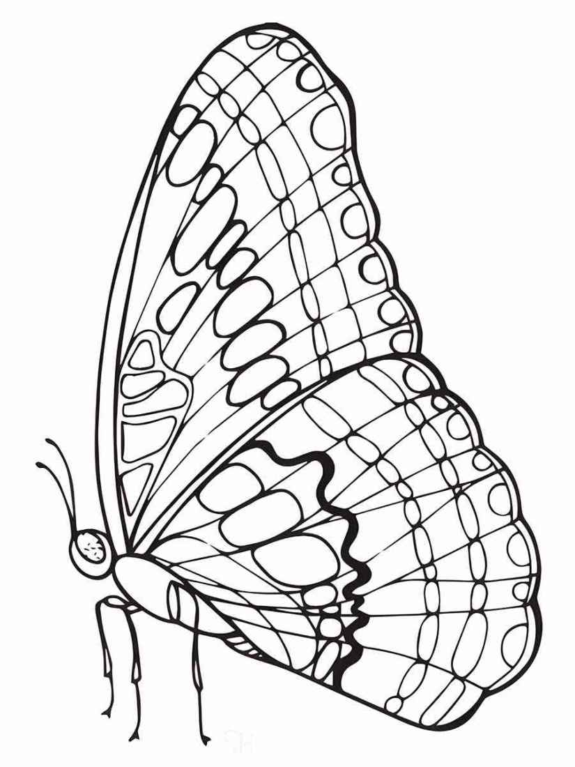 Butterfly drawing to color and paint