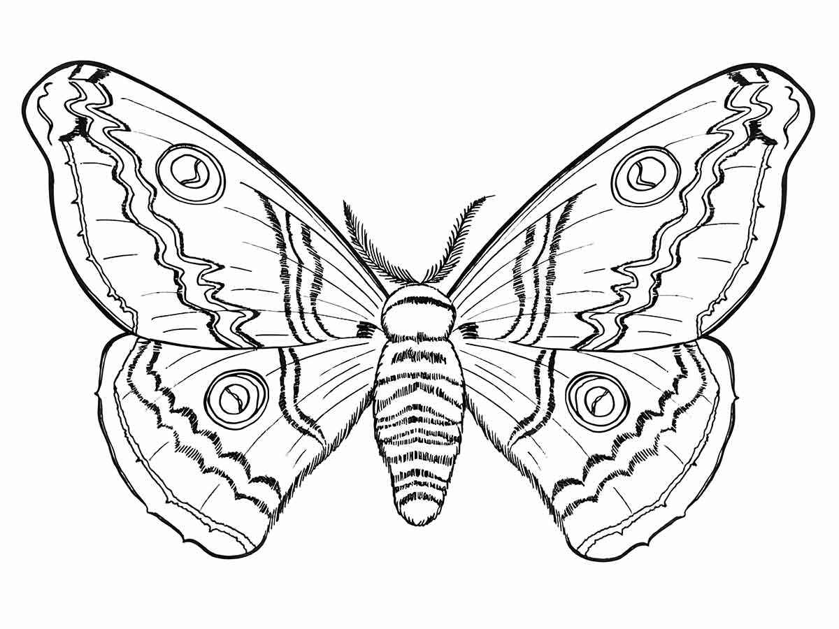 Butterfly drawing to paint