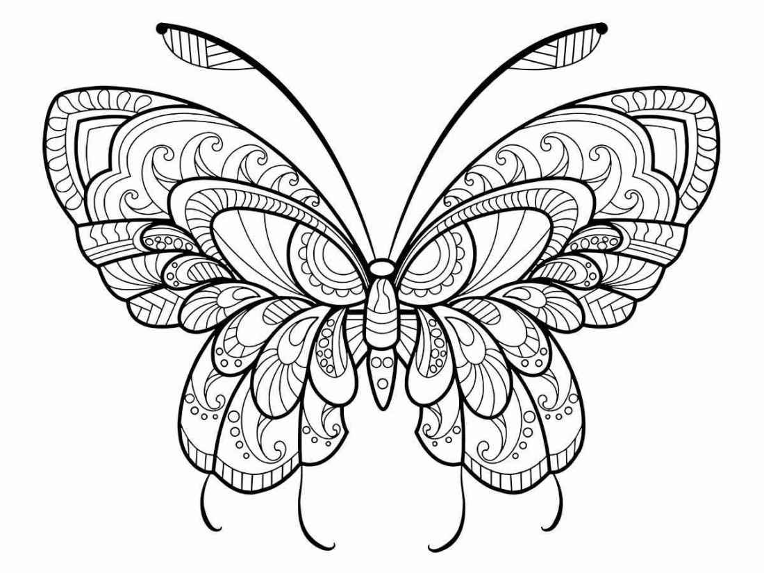 Butterfly drawings to print