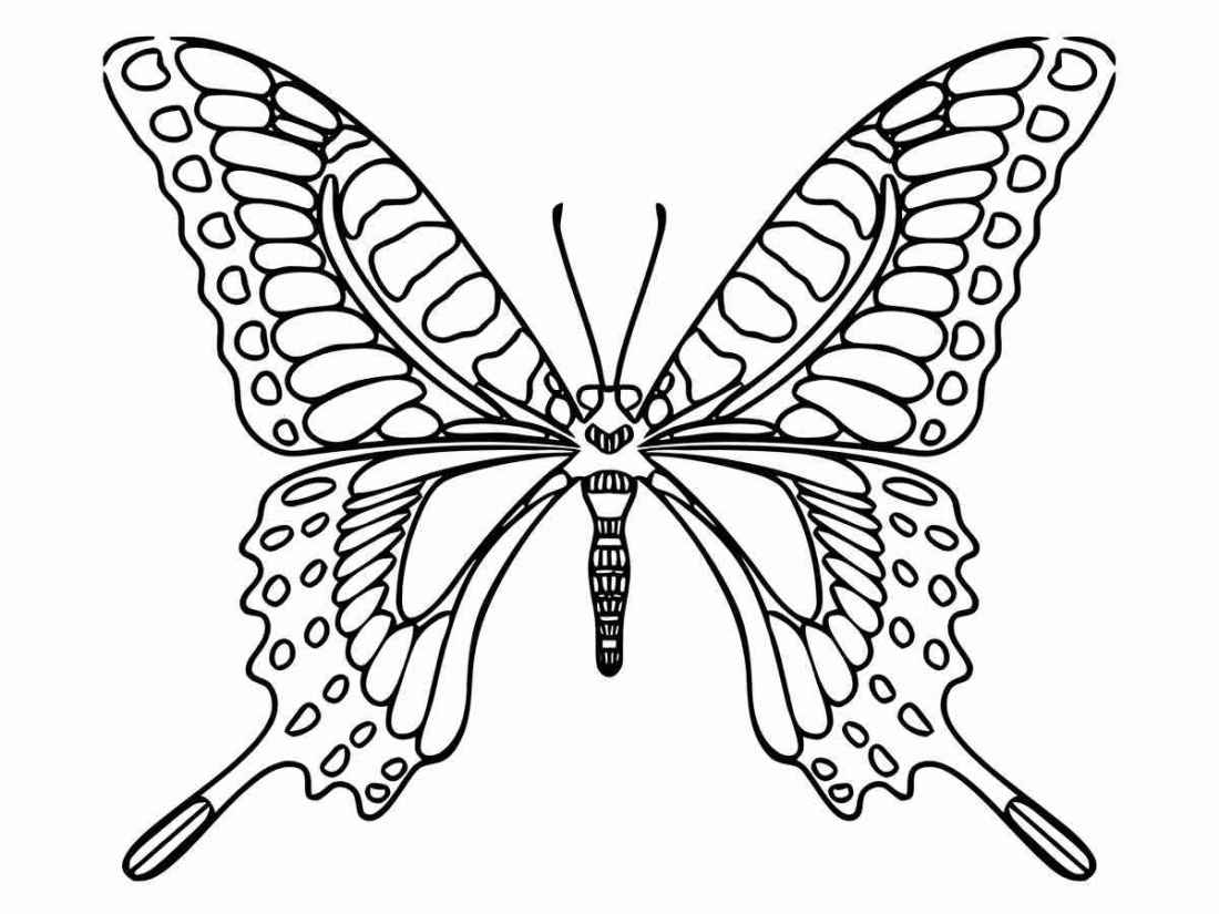 Butterfly drawings to print