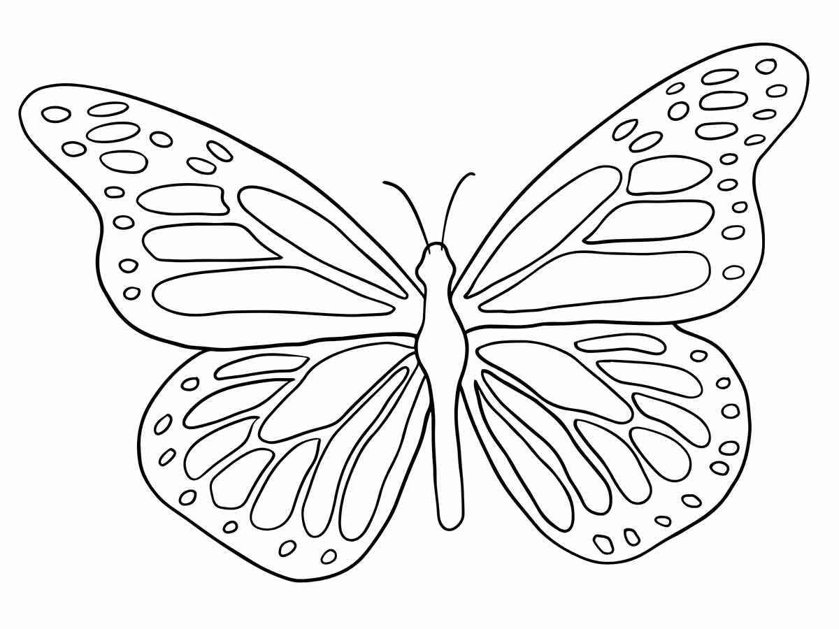 Butterfly coloring 19