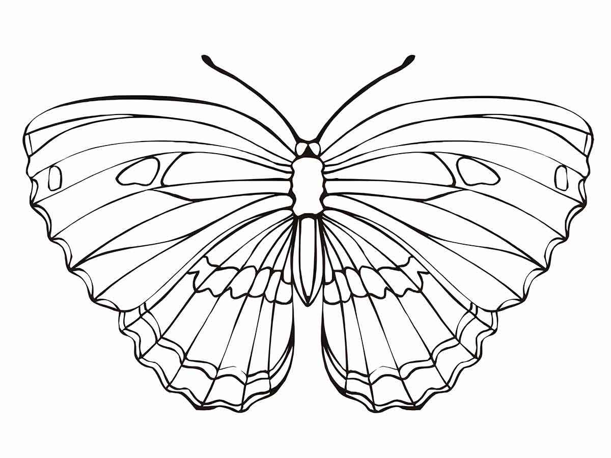 Butterfly coloring 21