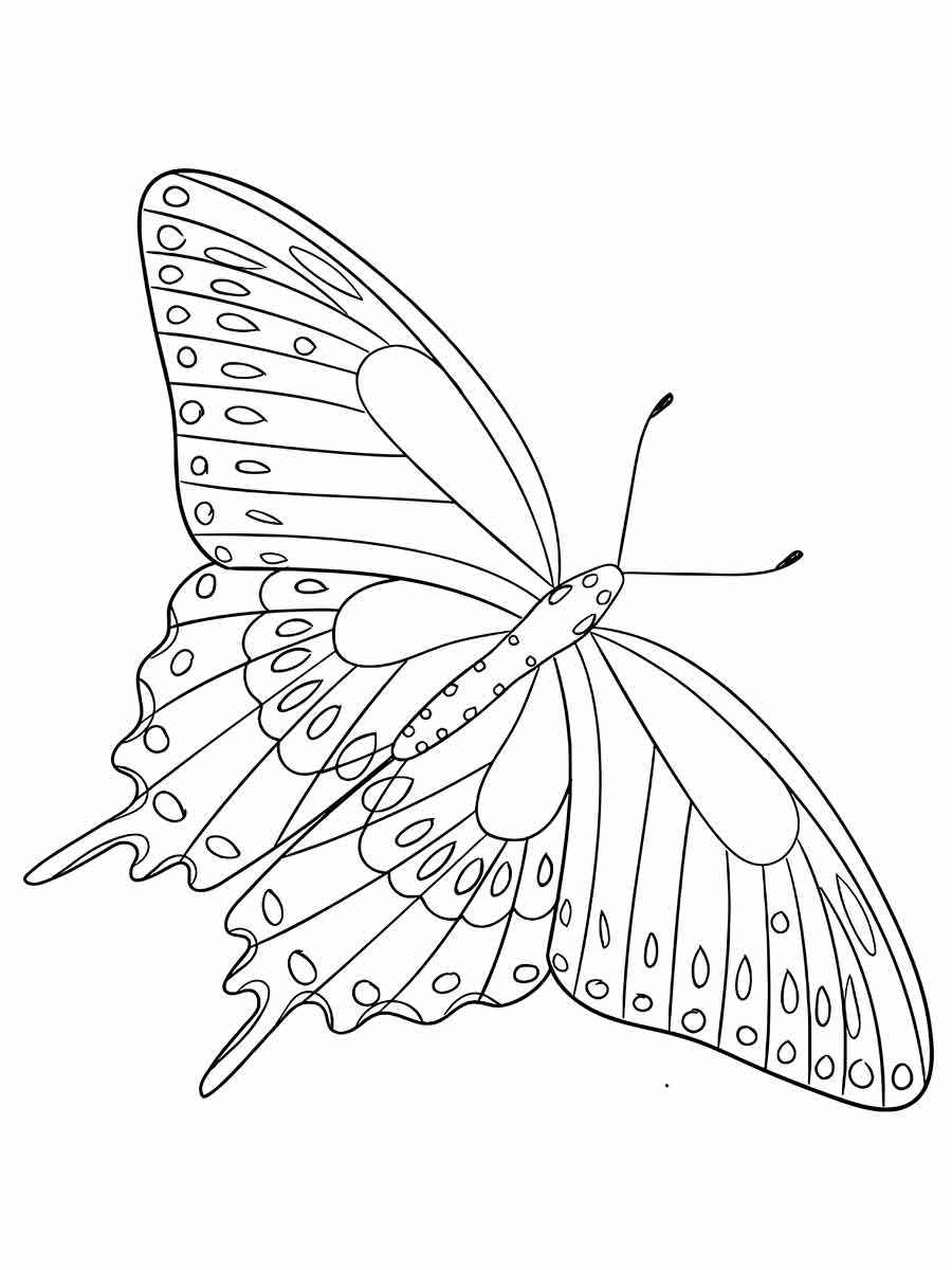 Butterfly coloring 23