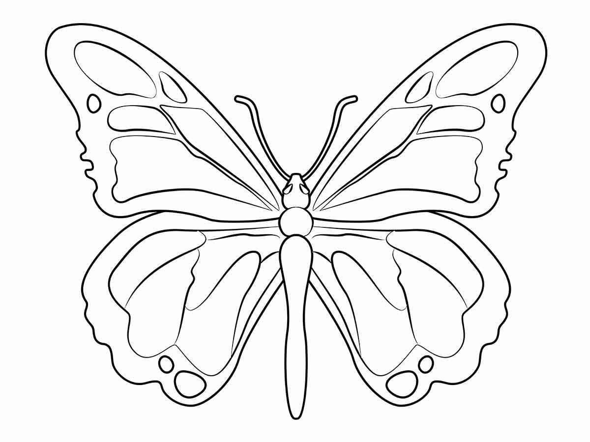 Butterfly coloring 5