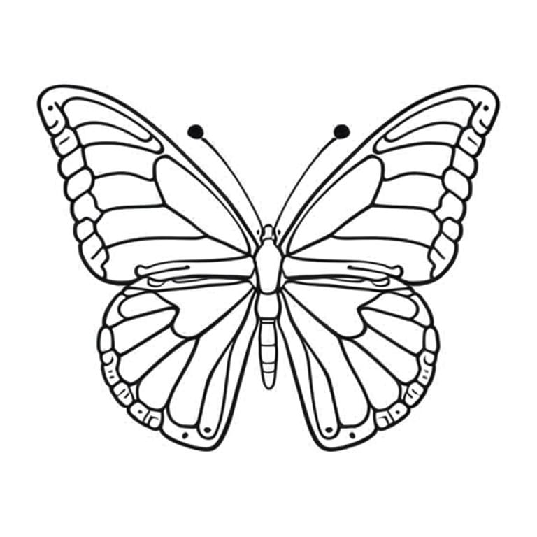 Image of a Captain butterfly to be colored or painted