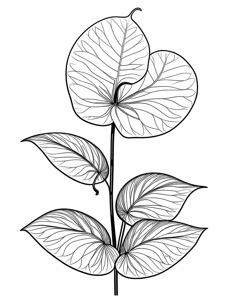 rose leaves drawing to color