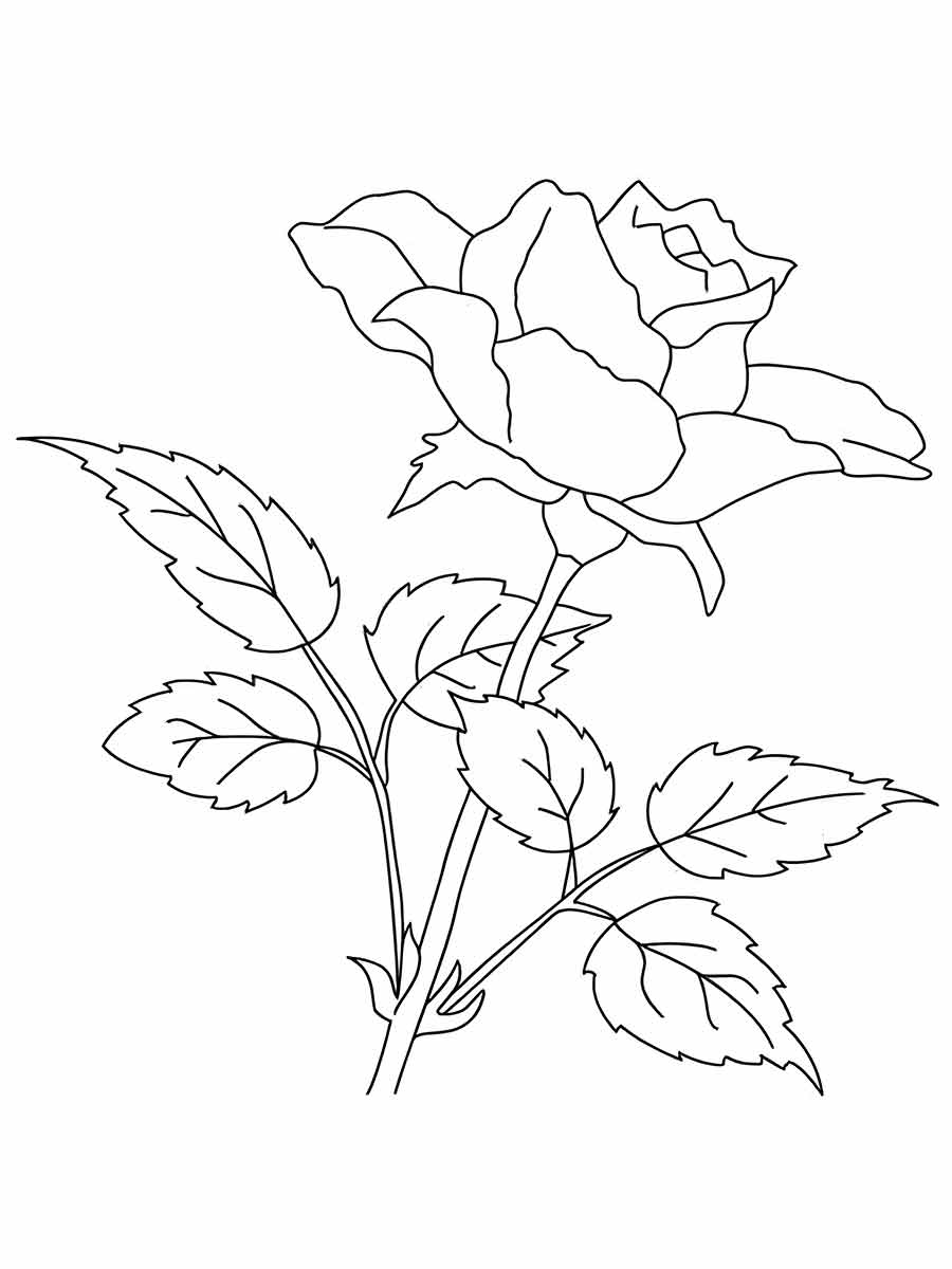 Flower drawing