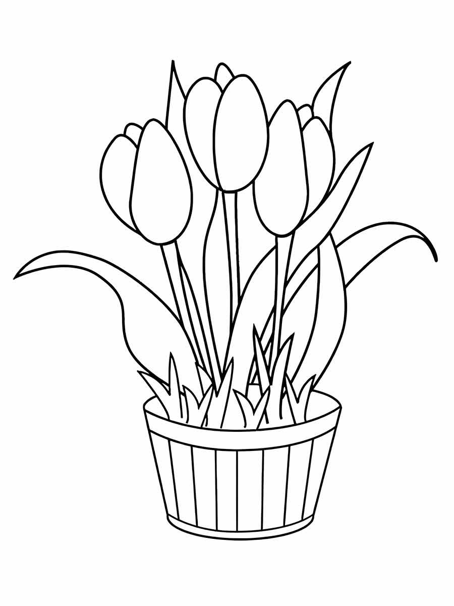 Tulip flowers to color