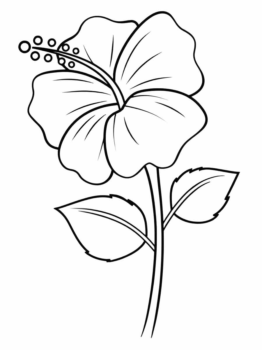 drawings of large flowers