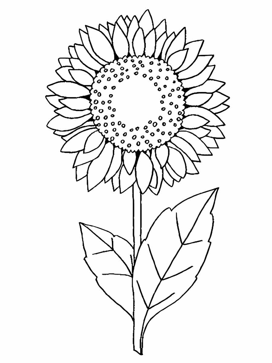 flower coloring drawings