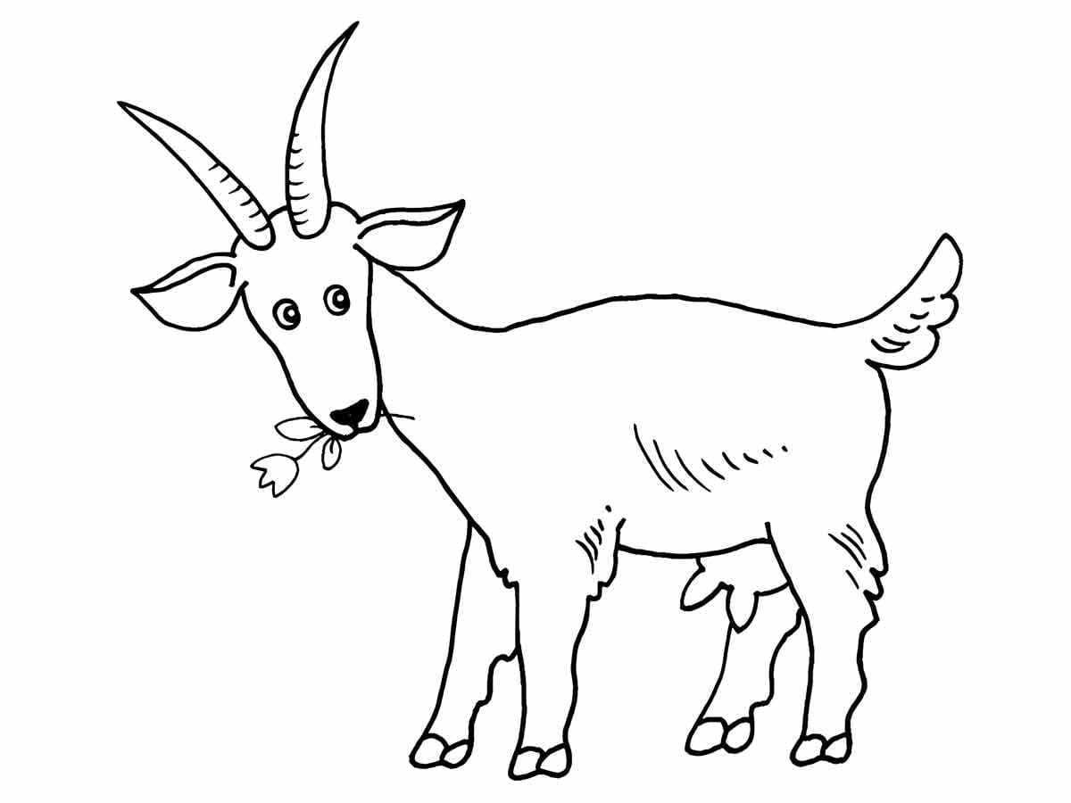 Goat Coloring Page