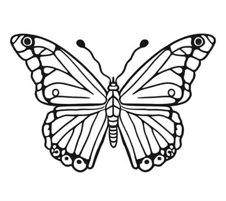 Image of a Harlequin butterfly, to be colored or painted