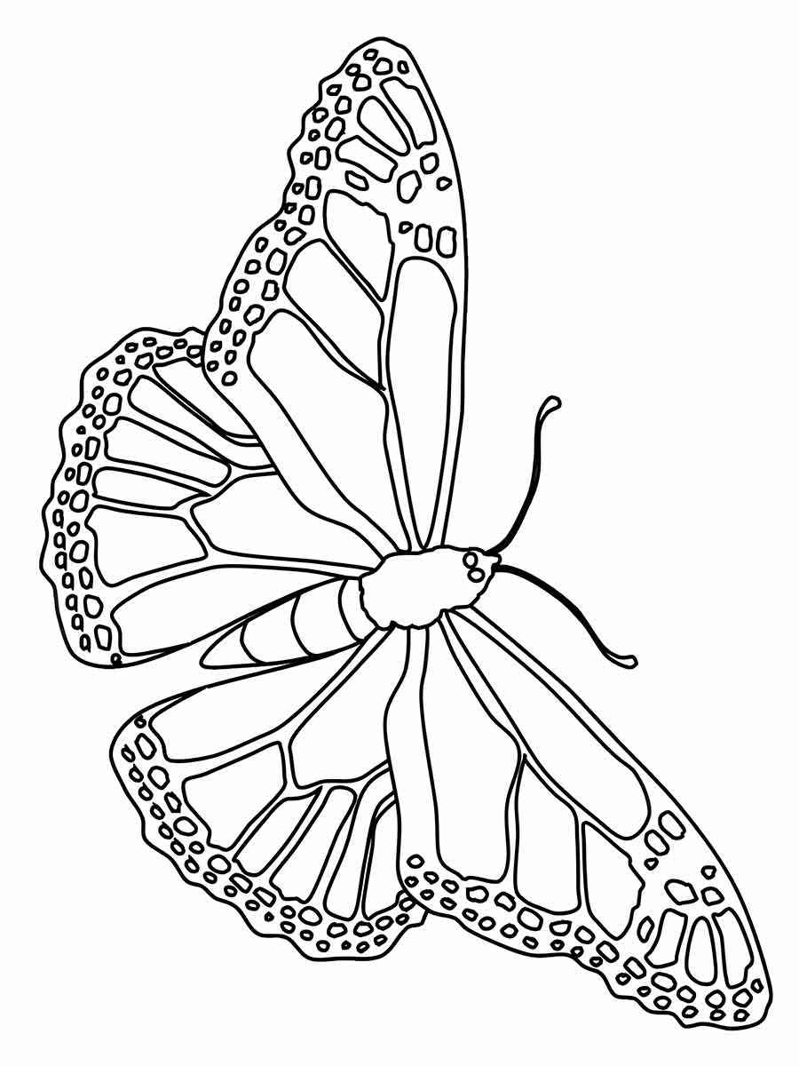 Large butterfly coloring drawing